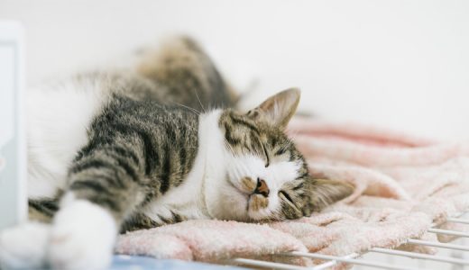 ロイヤルカナン 猫 腎臓サポートの違い スペシャル セレクションの違いとは ロイヤルカナン療法食 腎臓サポートの違いを比較レビュー うちねこ キャットフードの専門学