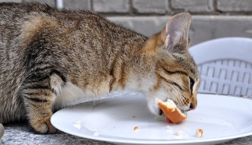 猫にパンをあげると危険！アレルギーや下痢の原因になるって本当？猫の食べ物の中でパンを与えるのは要注意です！