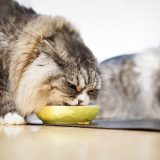 猫にあげる食べ物の温度は何度ぐらいが最適？判断は鼻・ヒゲでしてるって本当？