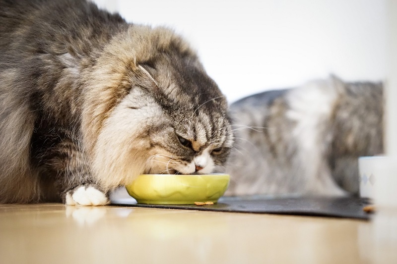 猫にあげる食べ物の温度は何度ぐらいが最適？判断は鼻・ヒゲでしてるって本当？