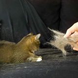 猫の抜け毛を簡単にお掃除する方法！便利なお掃除グッズ６選！