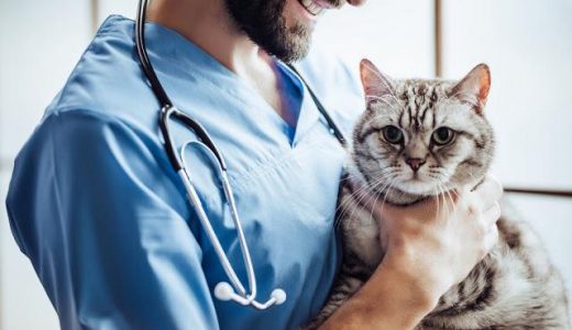 【危険】獣医推奨のおすすめキャットフードが要注意な３つの理由とは？動物看護師が教える本当におすすめのキャットフードはコレです！