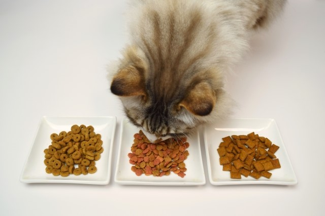 猫がアレルギーに！でも療法食は食べない！おすすめのフード５選！キャットフードアドバイザーが推奨するアレルギーフードの選び方とは！