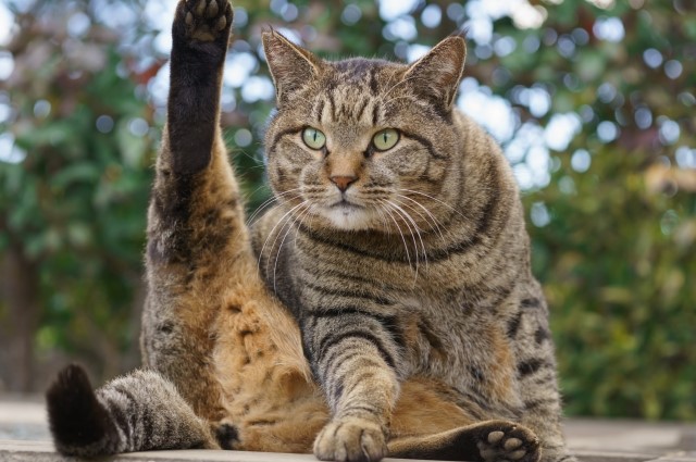 オス猫の去勢手術後の注意点！でる症状やトイレ・餌・性格の凶暴化で 