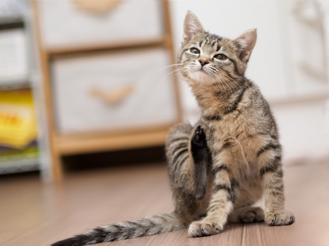 猫が体をかゆがる場合の原因とは？（首や全身）