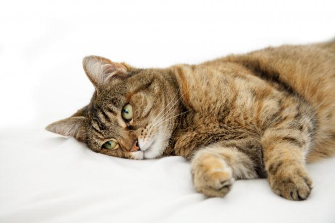 猫がラベンダー中毒になったときの症状と引き起こしやすい病気とは？