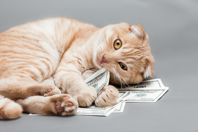 猫を飼う費用は総額100万円！？１ヵ月・年間・一生でお金がこんなにも！