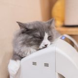 猫アレルギーに空気清浄機は必須！猫の毛や臭い対策に！おすすめ商品３選とは！